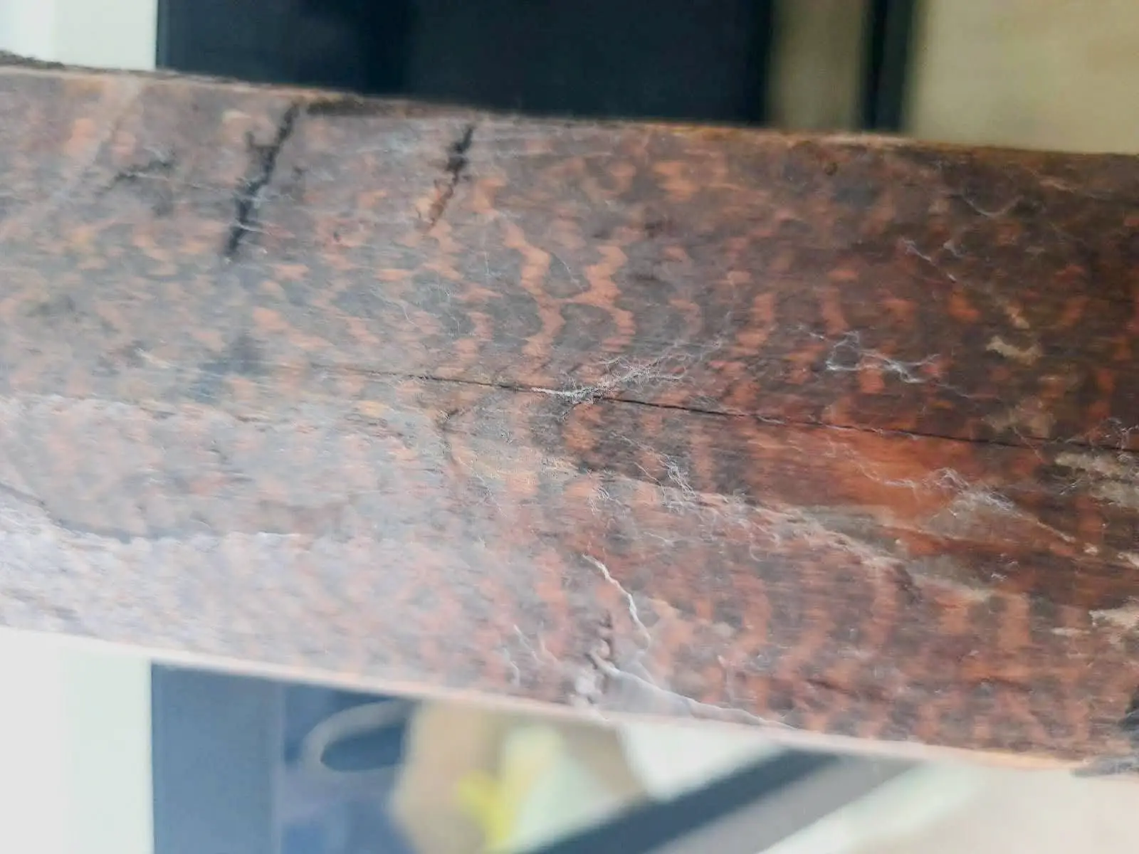 Snakewood 1